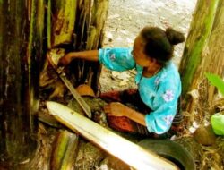 Musim Kemerau Berkepanjangan: Warga NTT Komsumsi Air dari Batang Pisang